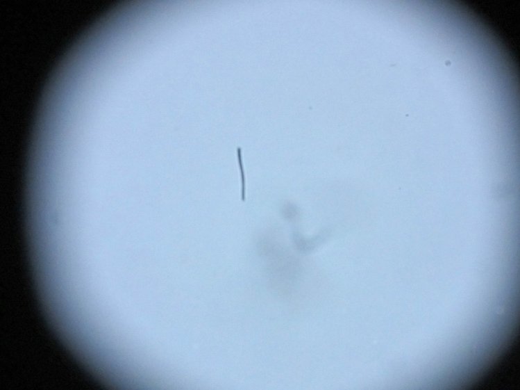 Hair on SX230HX Sensor