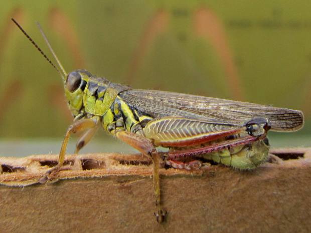 Grasshopper on corrugated cardboard