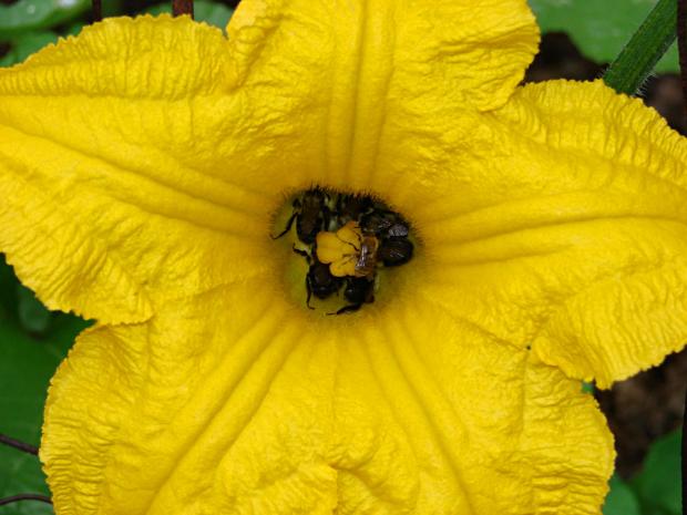 Bees in Squash Flower - overview