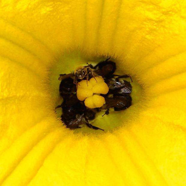 Bees in Squash Flower - detail