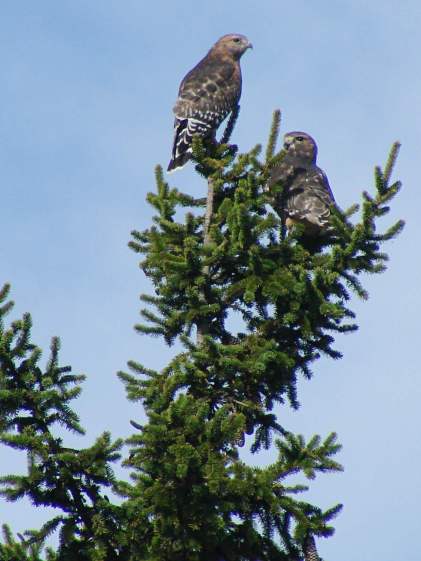 Coopers Hawks in evergreen treetop