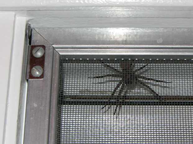 Hunting Spider on Window Screen