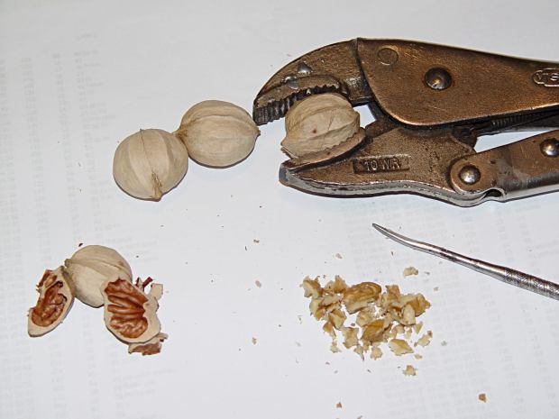 Cracking nickory nuts with a Vise-Grip