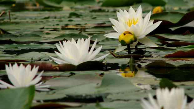 Innisfree water lilies - stages
