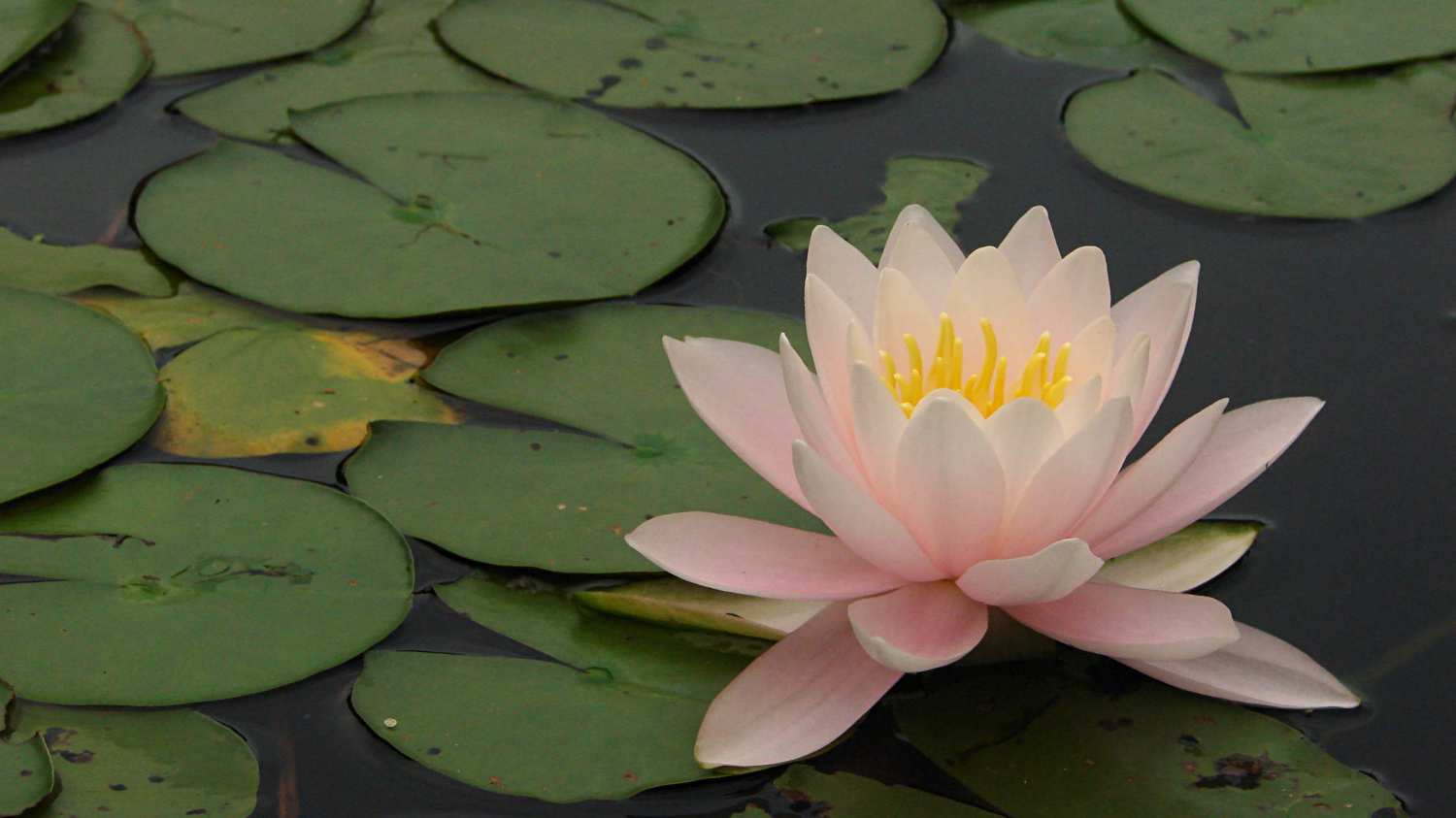 Innisfree water lily - pink