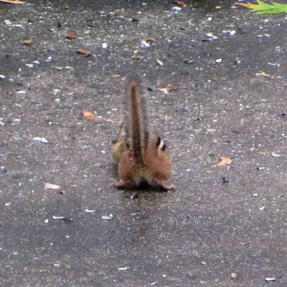 North end of southbound chipmunk