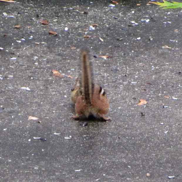 North end of southbound chipmunk