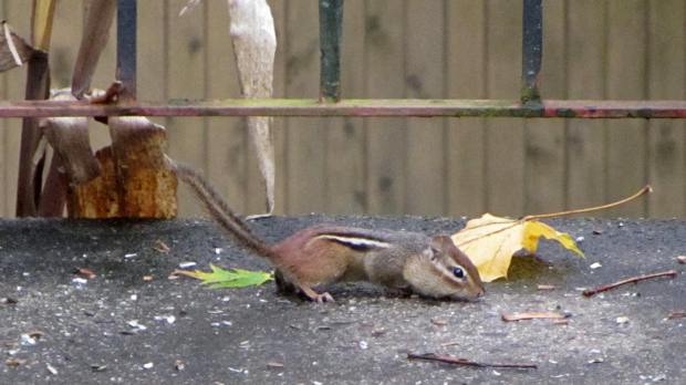 Chipmunk in vacuum cleaner mode