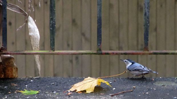 Nuthatch on patio