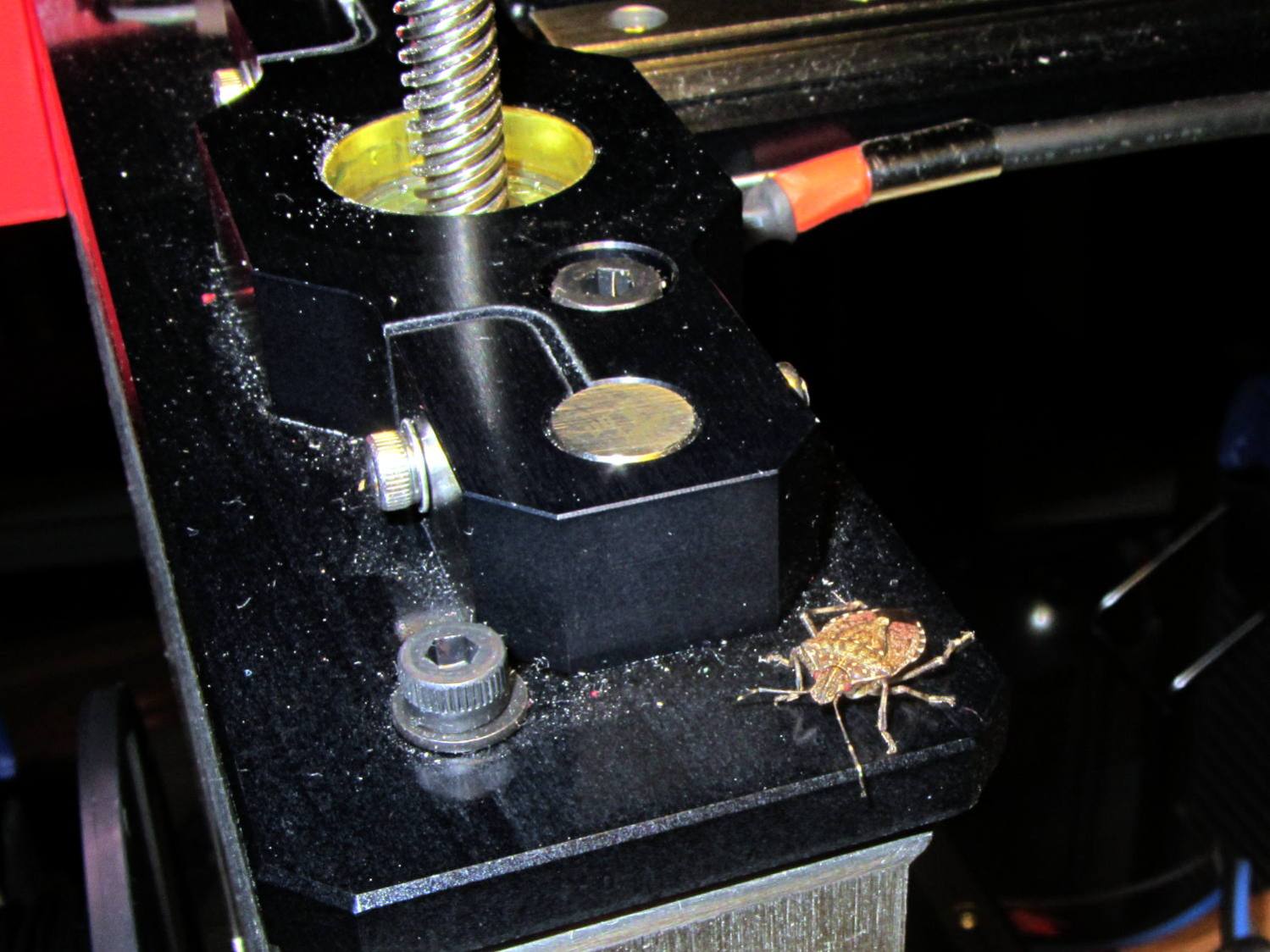 Brown Marmorated Stink Bug on M2 Printer