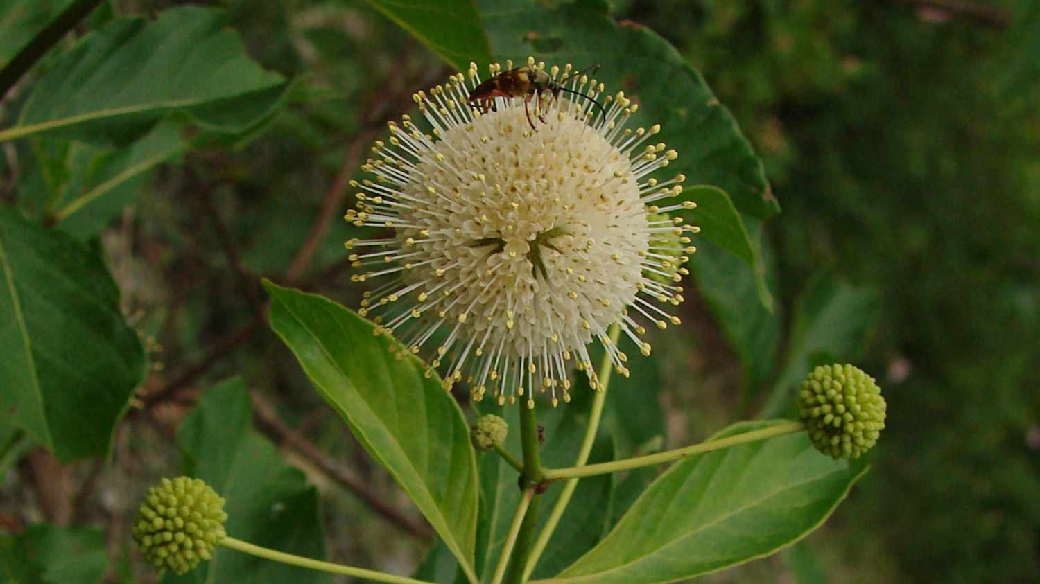 Beetle on spherical flower