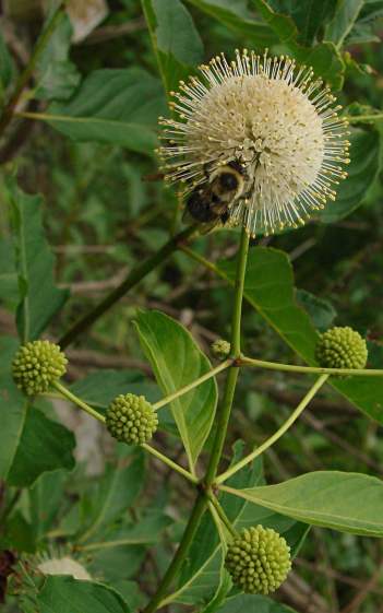 Bumblebee on spherical flower
