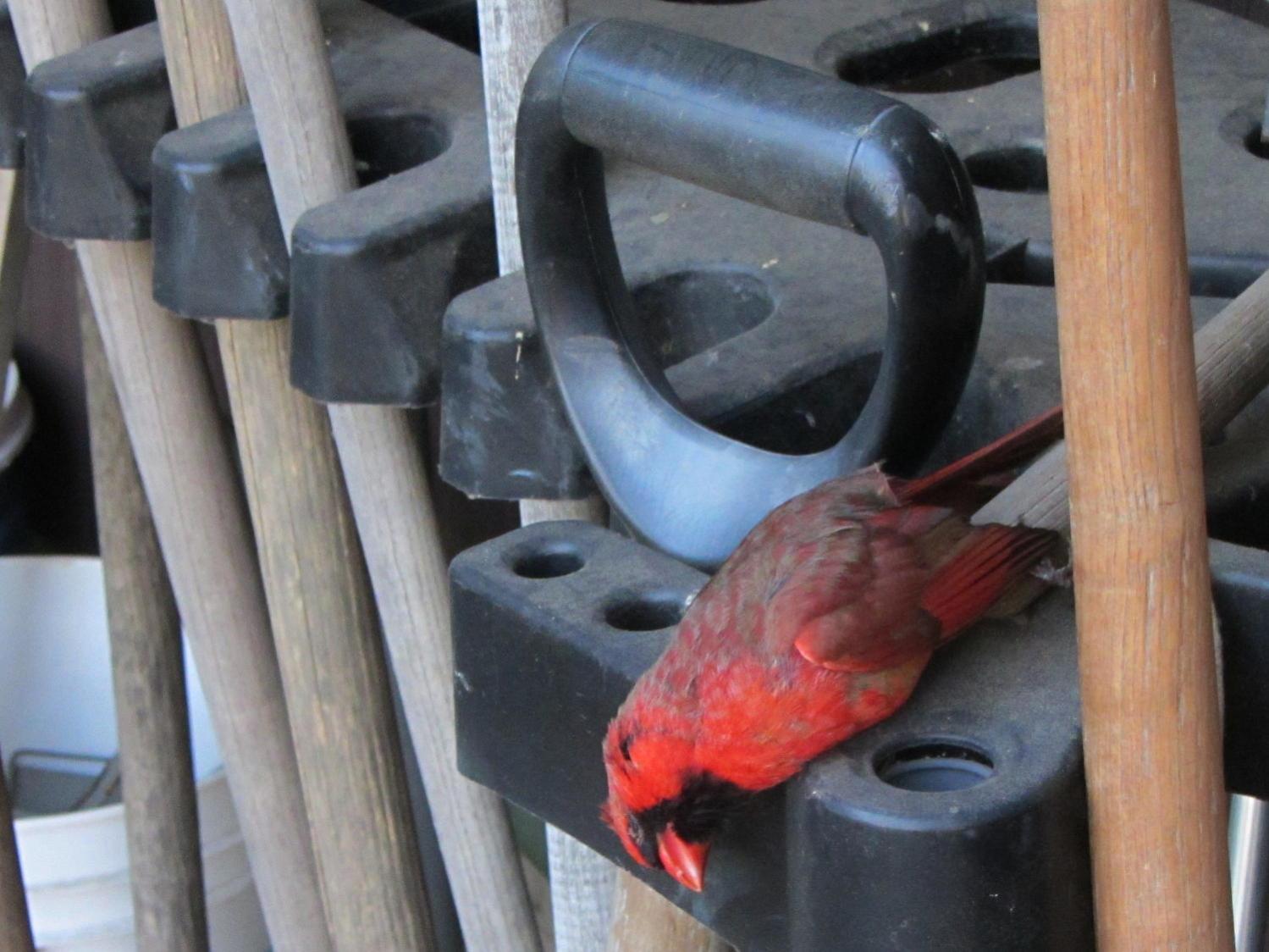 Male cardinal - window strike death