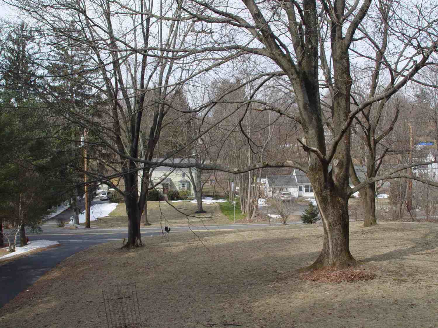 Front yard - normal exposure