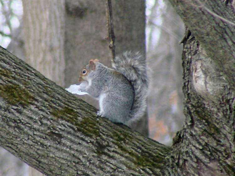Squirrel with ice - 1