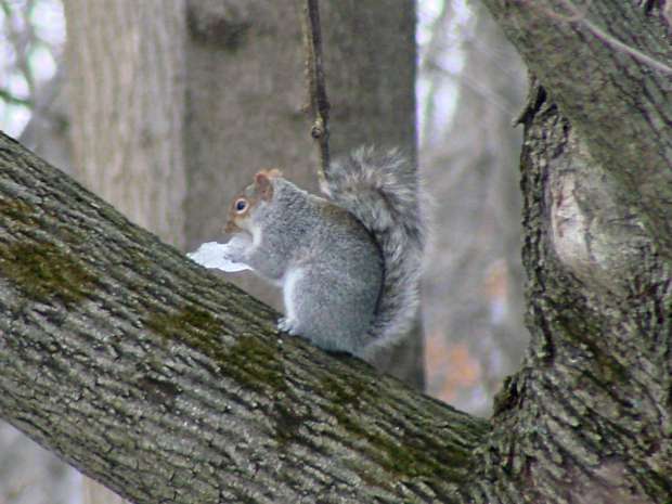 Squirrel with ice - 1