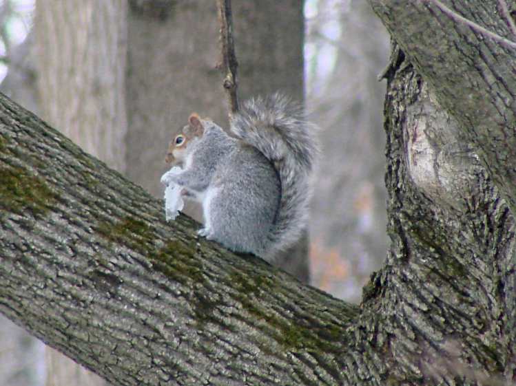 Squirrel with ice - 2