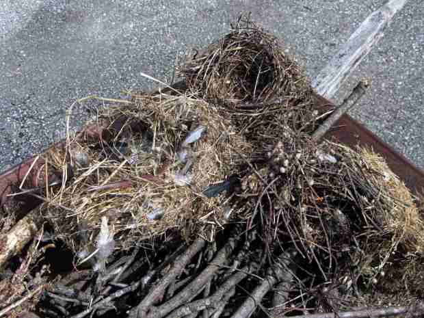Bird box nests