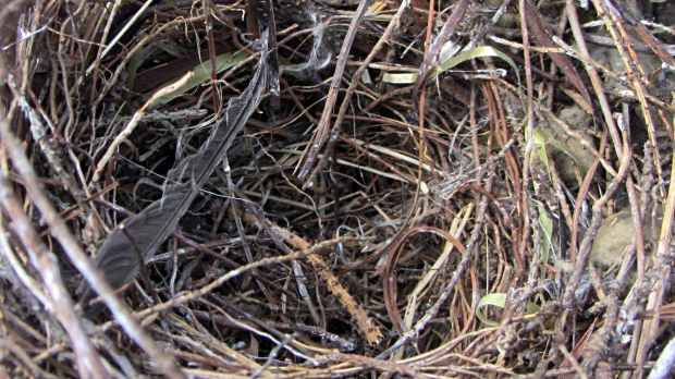 Bird nest with plastic strand