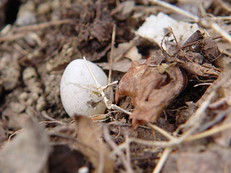 Sparrow egg in garden