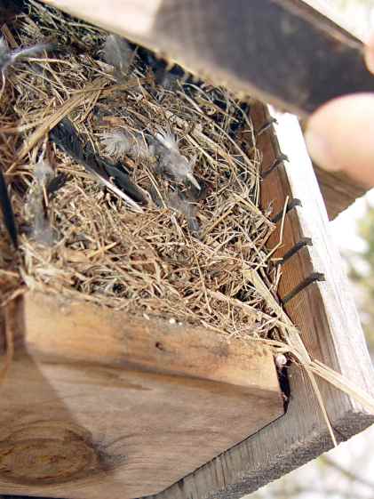 Abandoned sparrow nest box
