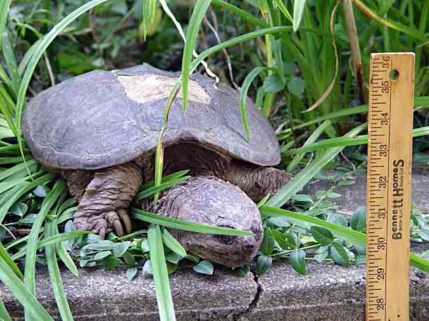 Snapping Turtle on wall
