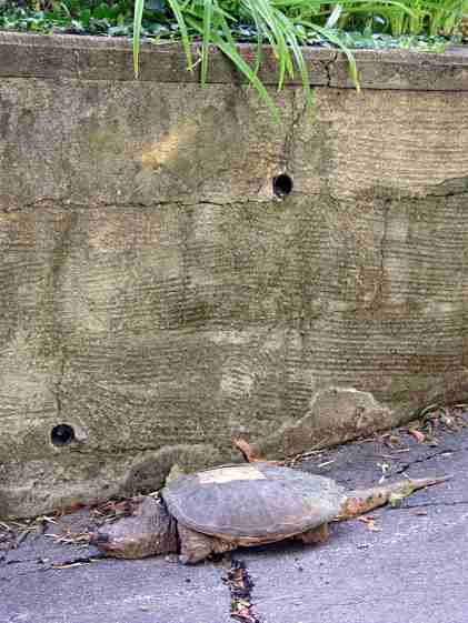 Snapping Turtle on driveway