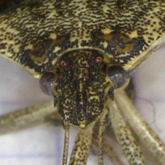 Stink Bug - front - detail