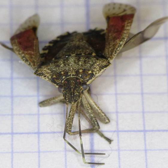 Stink Bug - front