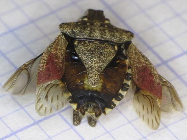 Stink Bug - dorsal