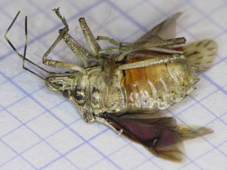 Stink Bug - ventral