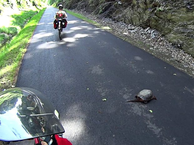 Snapping Turtle on DCRT - 2014-06-04