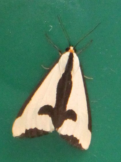 Clymene Moth