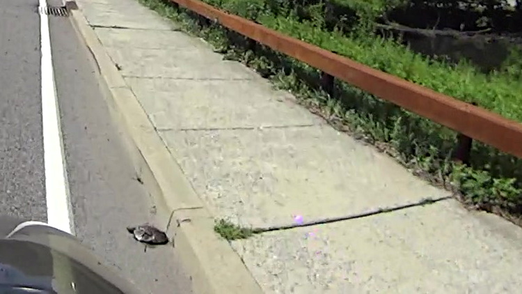 Smashed turtle - Raymond Ave at Vassar Lake - 2014-07-06