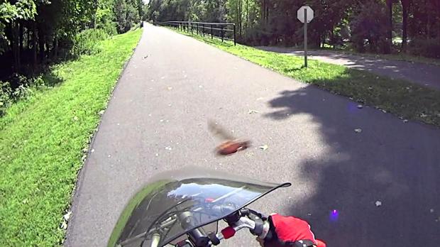DCRT - Bee Crossing
