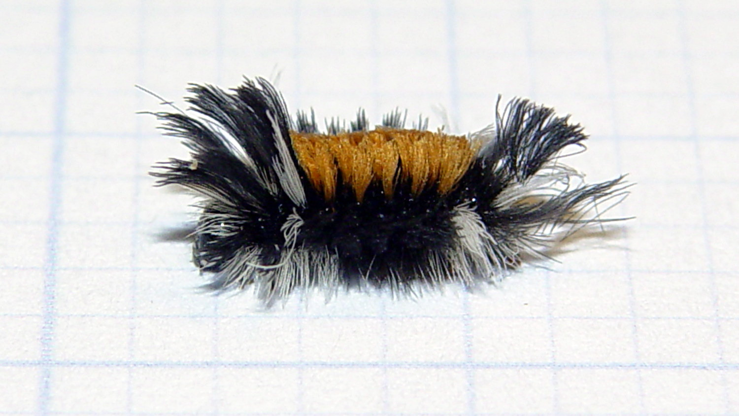 Milkweed Tussock Caterpillar