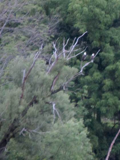 Bald Eagles at dusk - Hudson River near Hudson NY