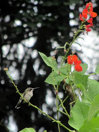 Hummingbird with Scarlet Runner Bean flowers