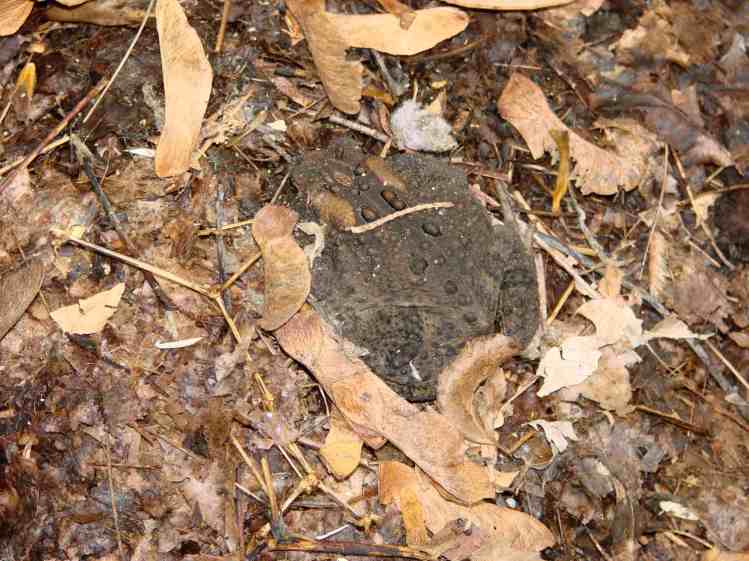 Cellular Toad - in garden