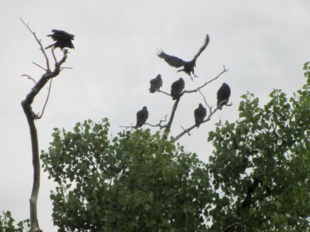 Vultures roosting - Rondout Creek Kingston NY
