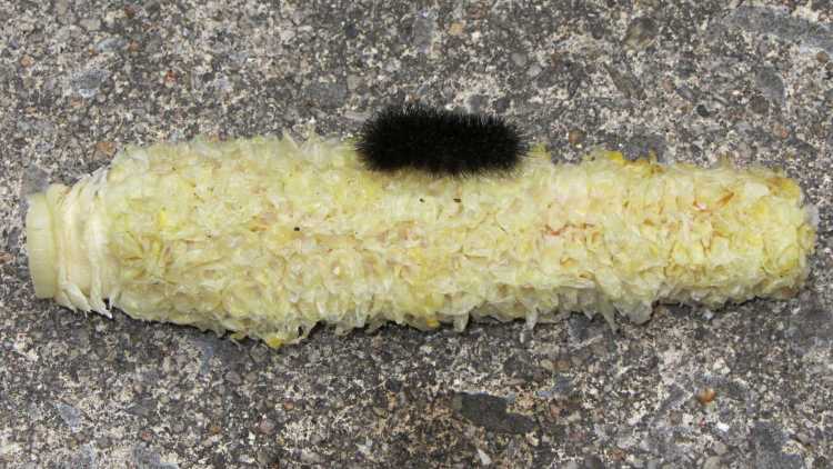 Woolly bear caterpillar on corn cob