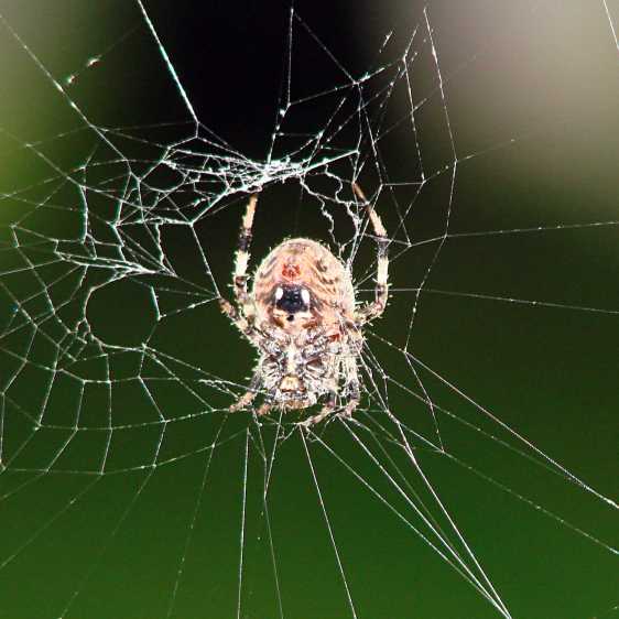 Orb spider - at rest