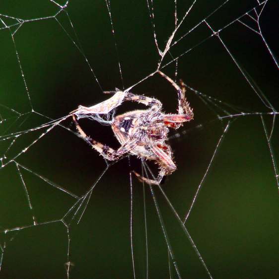 Orb spider - wrapping insect