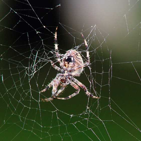 Orb spider - ready for breakfast