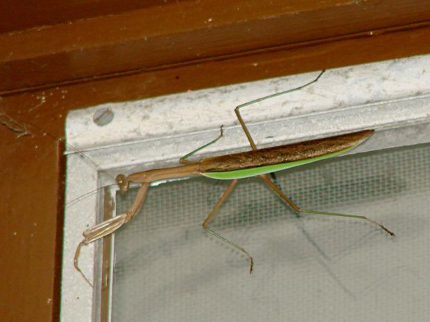Praying mantis on window