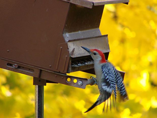 Red-bellied woodpecker at feeder - closing