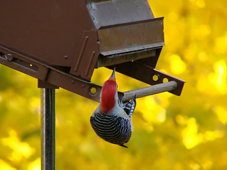 Red-bellied woodpecker at feeder - puzzled