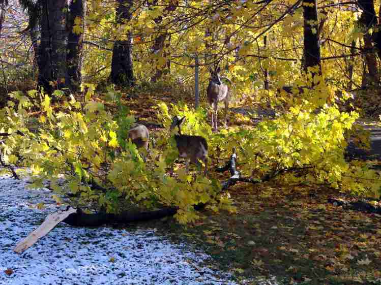 Deer nibbling downed maple branch