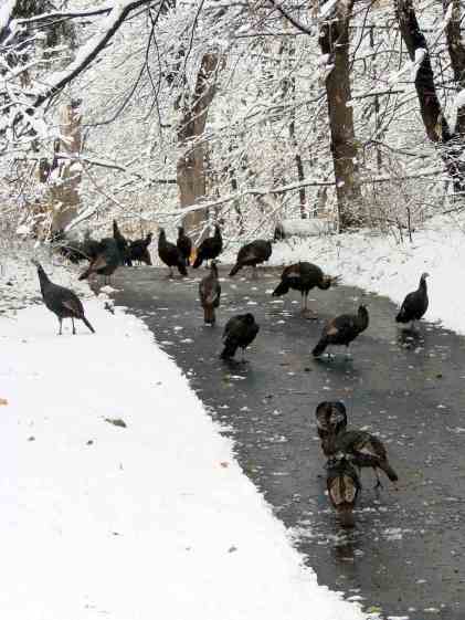 Turkey flock - Thanksgiving 2014