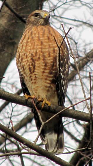 Coopers Hawk - keeping an eye on us